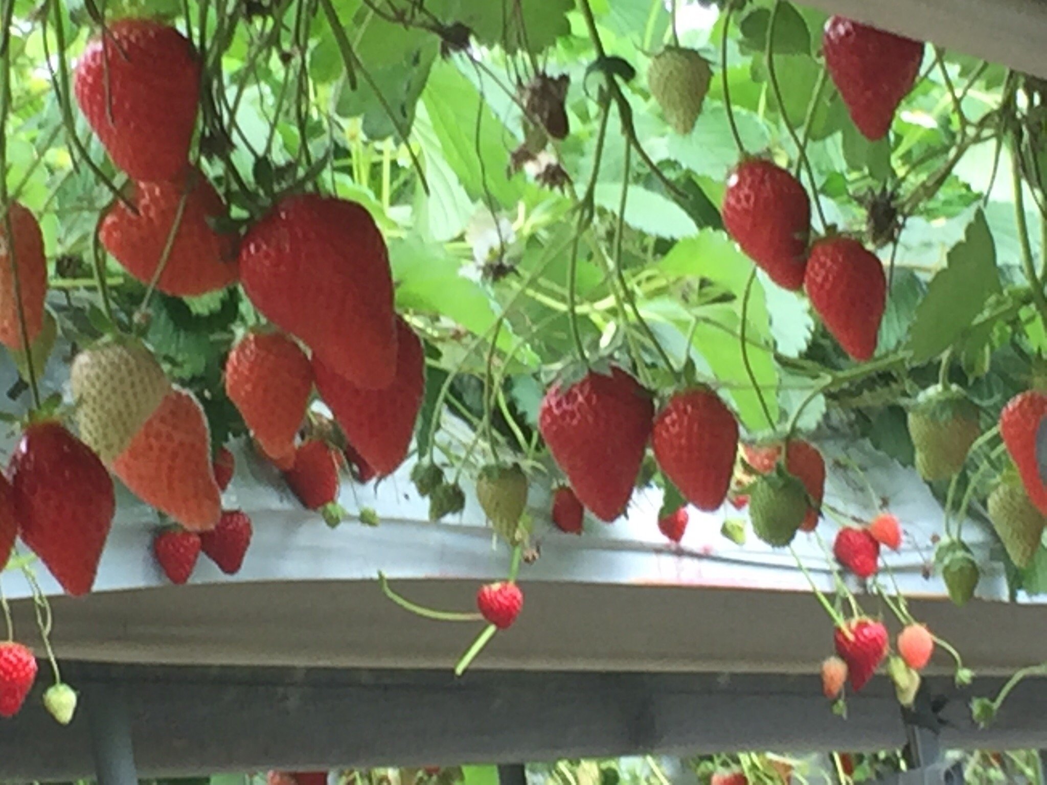 🍓 와타나베 딸기 농장 (와타나베 이치고엔) 이미지 1